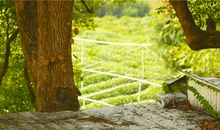 形容樟树的比喻句