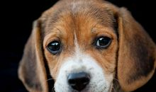 跟狗有关的谚语