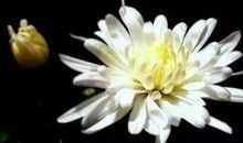 悼念父亲在天堂的话