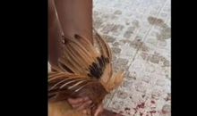 杀鸡给猴看歇后语