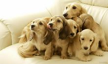 关于狗狗的英文谚语