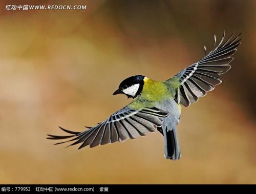 鸟类的拟人化句子