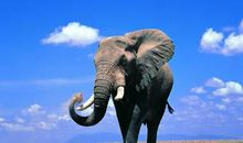 关于大象的比喻句