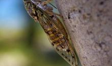 形容蝉叫的句子