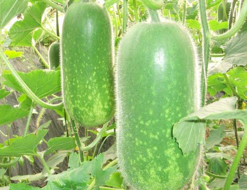 关于冬瓜的寓言