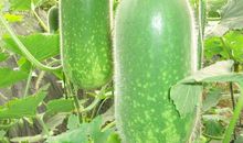 关于冬瓜的比喻句