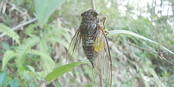 描述夏天蝉的句子