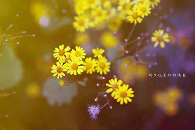 一个温暖的下午的美丽句子[精选18句] 1