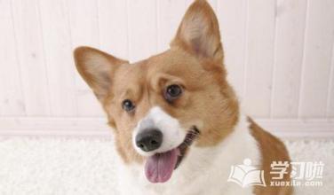 狗和老鼠的寓言