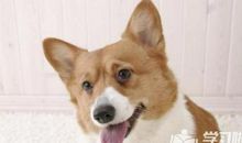 狗和老鼠歇后语