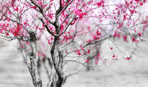 关于拉美的寓言词