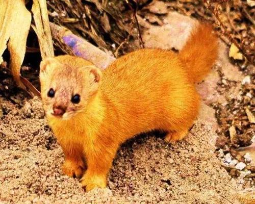 黄鼠狼觅食寓言