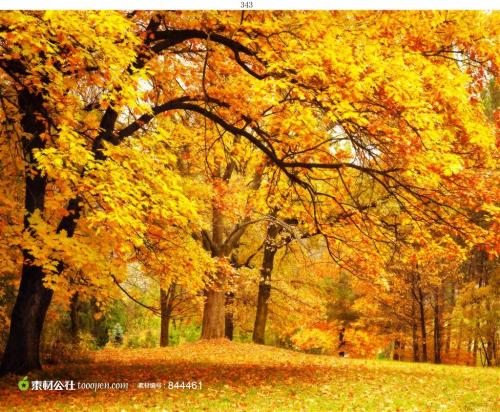 描述枫树的比喻句子