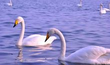 描写天鹅的比喻句