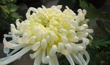 送别朋友的祝福语