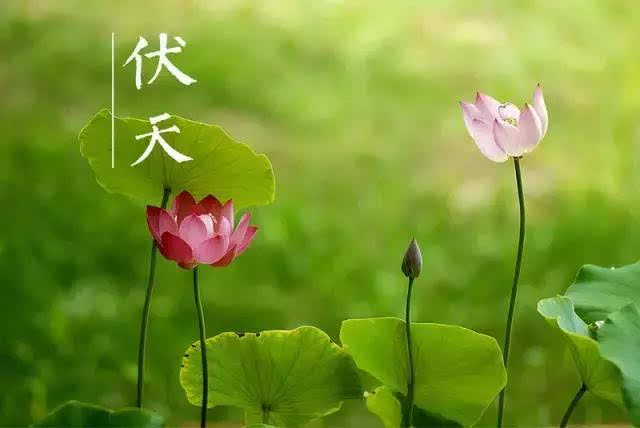 关于伟大的夏天的谚语