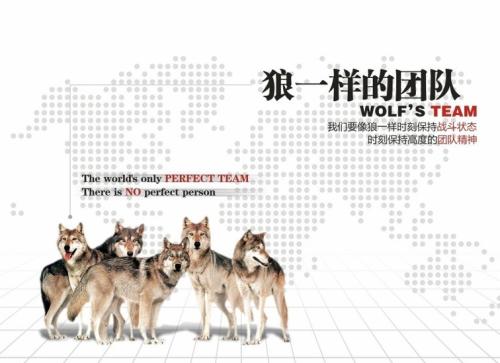 关于狼的销售口号