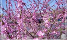 描写杏花的比喻句