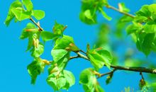 夏天祝福语大全集