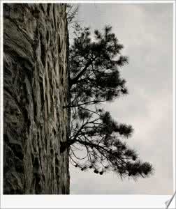 松树是什么样的？