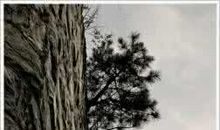 松树像什么比喻句