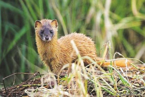 关于黄鼠狼的寓言词