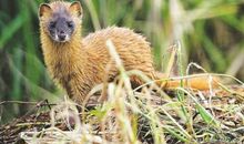 有关黄鼠狼的歇后语