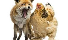 猫的比喻句大全