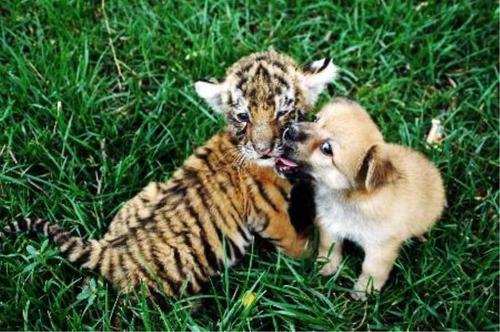 关于老虎的谚语