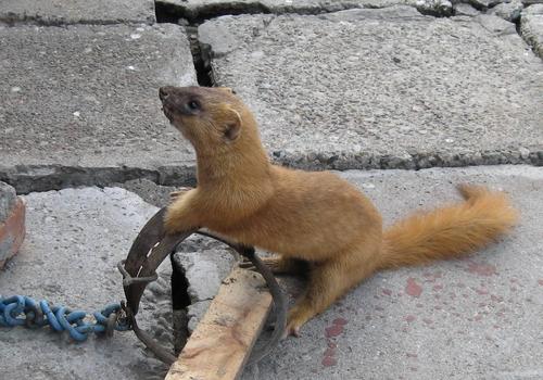 黄鼠狼新年问候