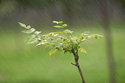 细雨的优美句子，情绪对话和图片2
