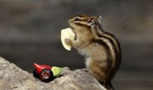 松鼠想吃树上的鸟歇后语