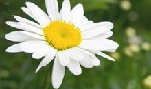 描写黄豆芽比喻句