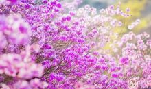 朋友圈写春天的说说