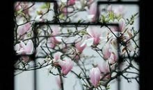 秋天的石榴歇后语