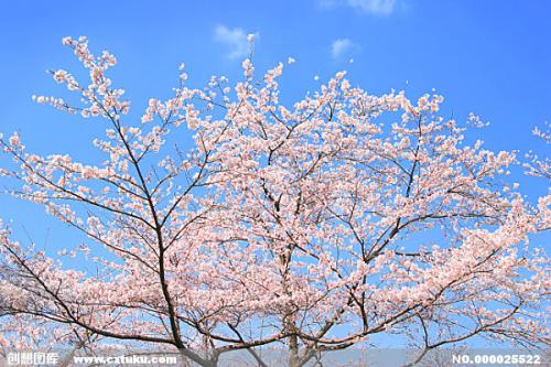 一段描述樱花的美丽段落