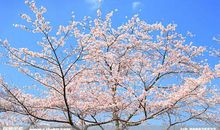 描写樱花的优美段落