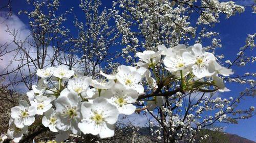 描述梨树的寓言