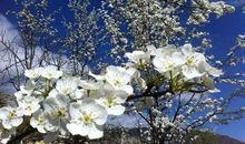 形容梨树的比喻句