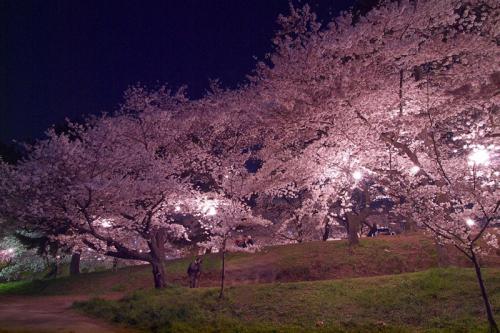 描述飞行中的樱花的句子