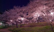 描写樱花飞舞的句子