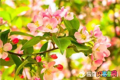 关于花的平行句子