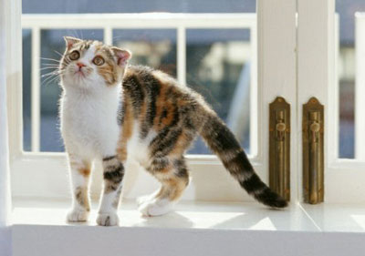 猫和老鼠的谚语