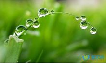 描写清晨露珠的句子