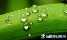 形容小露珠的句子