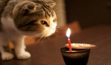 简短含蓄表达自己生日