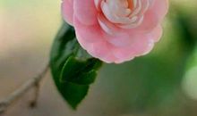 经典句子句句穿心30字