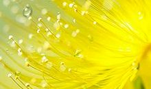 描写露珠的诗句