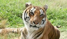 恶虎斗狼群歇后语