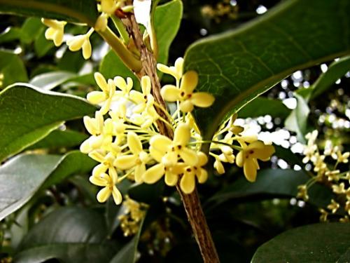 关于桂花的比喻句